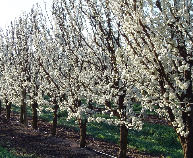 VF Siciliano Orchards Swan Hill